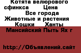 Котята велюрового сфинкса. .. › Цена ­ 15 000 - Все города Животные и растения » Кошки   . Ханты-Мансийский,Пыть-Ях г.